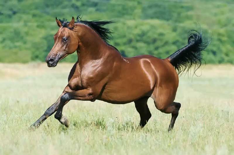 Les chevaux arabes et le sport