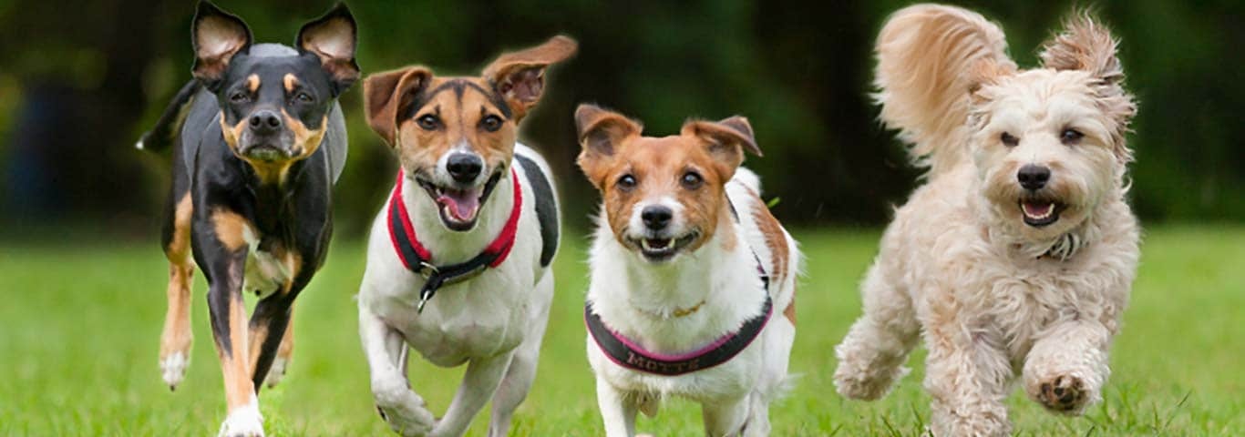 Adoption des différentes races de chiens