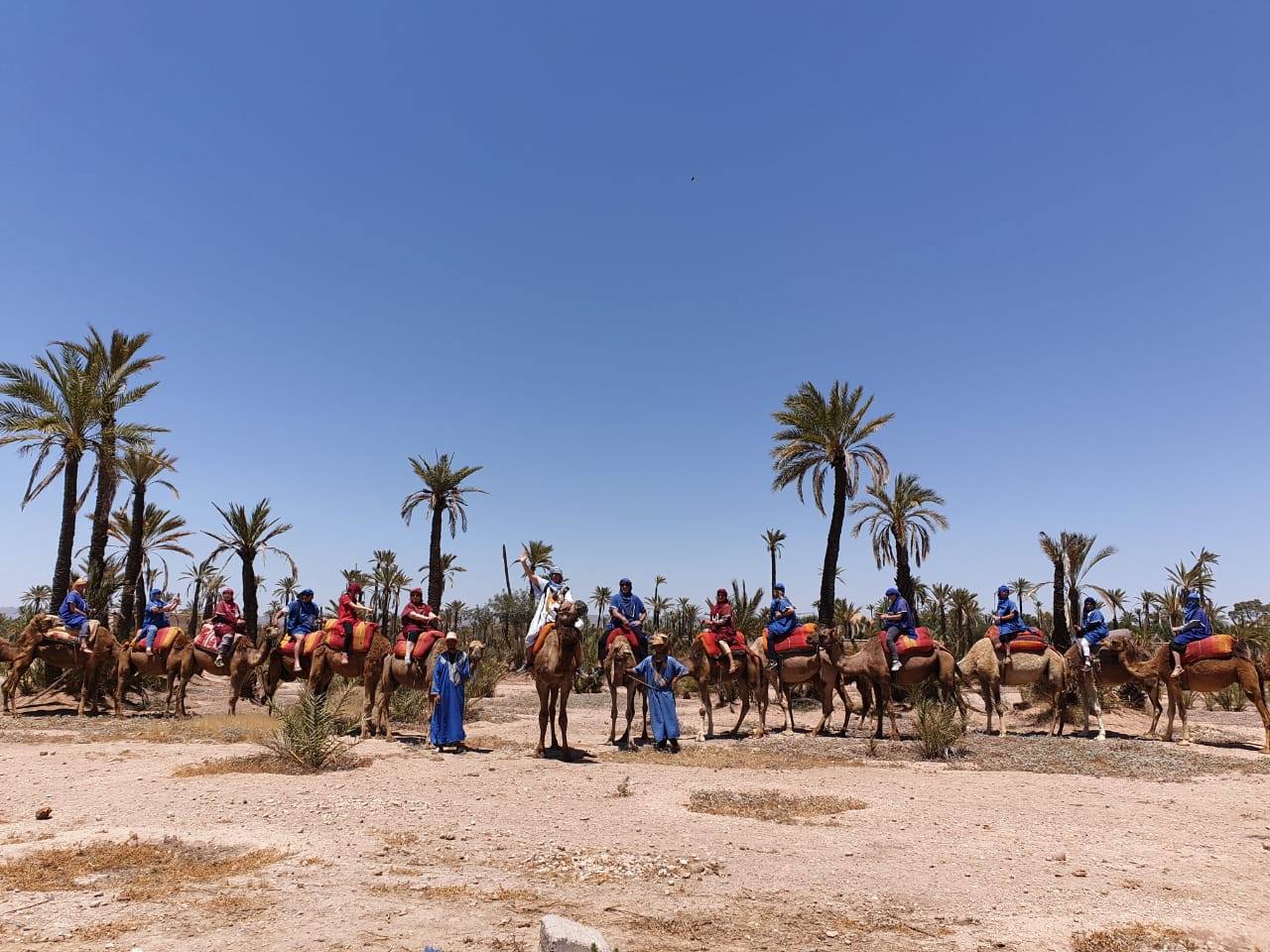 Chameau Marrakech